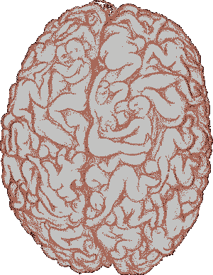 cerveau de l homme