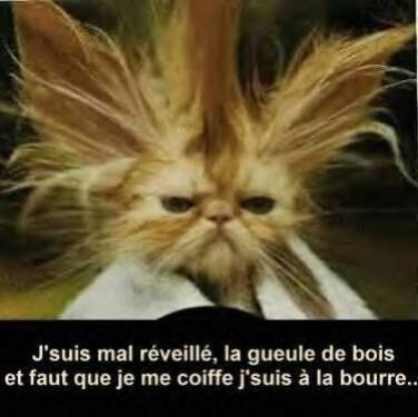 le bo miaous