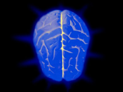 cerveau